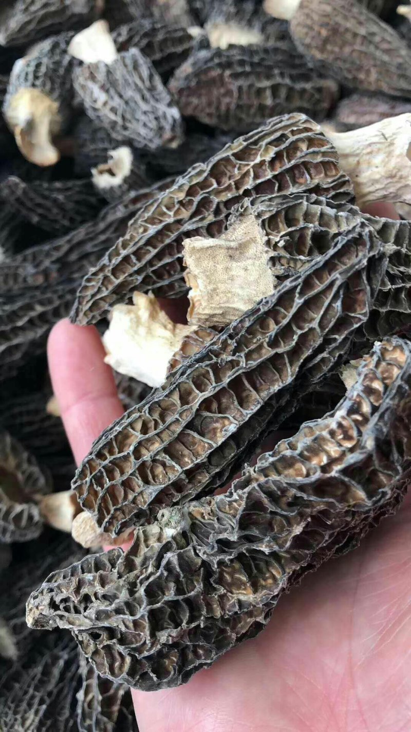 羊肚菌干精品保质保量