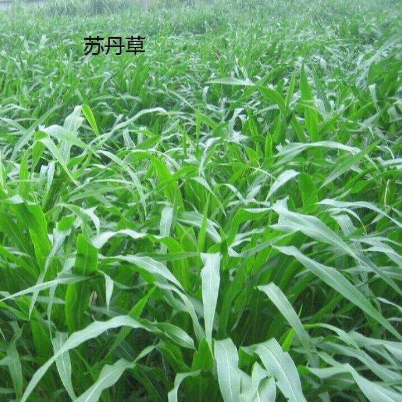 进口苏丹草种子养殖喂鱼的牧草种子喂养猪牛羊马草籽