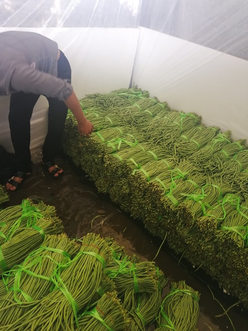 云南精品长豆角，长豇豆，一手货源，新鲜60～80com