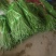 云南精品长豆角，长豇豆，一手货源，新鲜60～80com