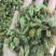 吐鲁番大粒绿香妃葡萄干2斤起包邮
