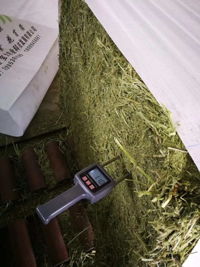 苜蓿草批发甘肃紫花苜蓿草价格便宜种植产地玉门苜蓿草价格