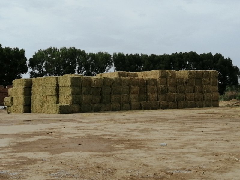 苜蓿草批发甘肃紫花苜蓿草价格便宜种植产地玉门苜蓿草价格