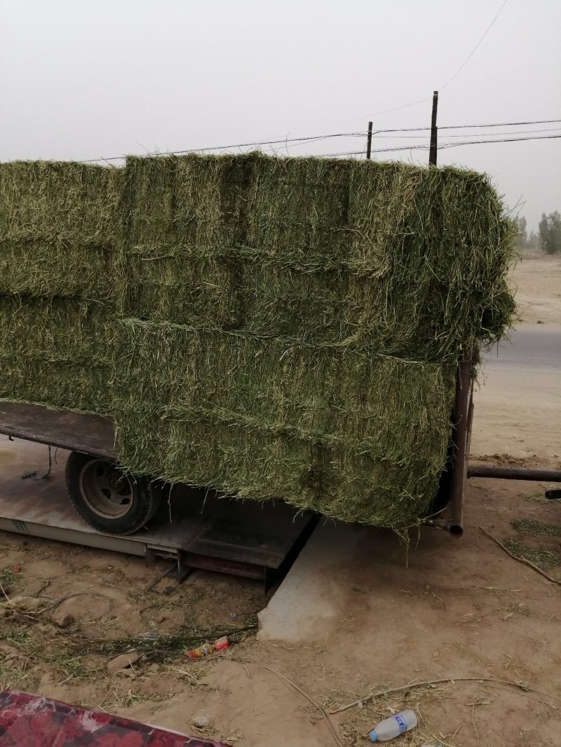 苜蓿草批发甘肃紫花苜蓿草价格便宜种植产地玉门苜蓿草价格