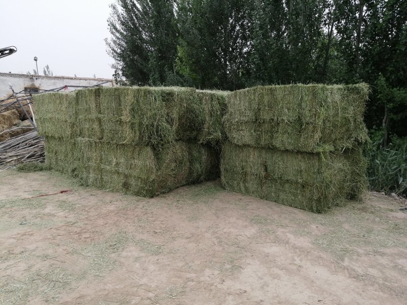 苜蓿草批发甘肃紫花苜蓿草价格便宜种植产地玉门苜蓿草价格