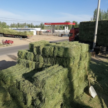 苜蓿草批发甘肃紫花苜蓿草价格便宜种植产地玉门苜蓿草价格
