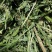 苜蓿草苜蓿种植基地玉门苜蓿草苜蓿草批发酒泉苜蓿草