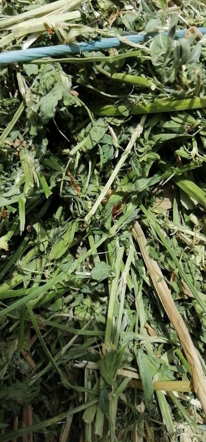 苜蓿草苜蓿种植基地玉门苜蓿草苜蓿草批发酒泉苜蓿草