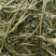 苜蓿草苜蓿种植基地玉门苜蓿草苜蓿草批发酒泉苜蓿草
