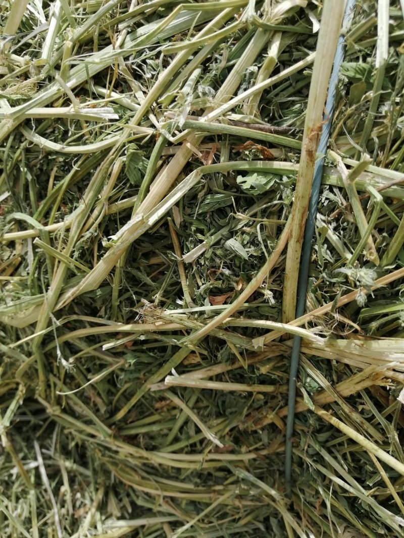 苜蓿草苜蓿种植基地玉门苜蓿草苜蓿草批发酒泉苜蓿草