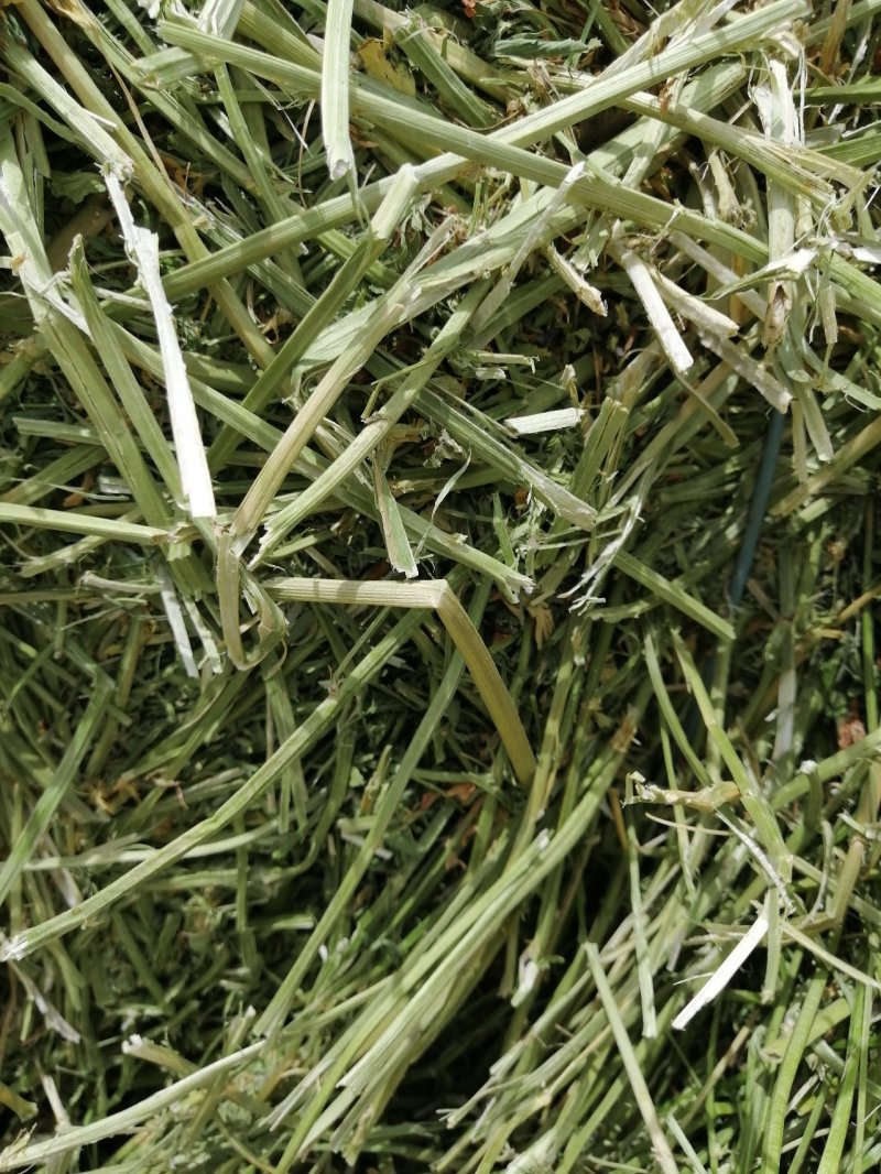 苜蓿草苜蓿种植基地玉门苜蓿草苜蓿草批发酒泉苜蓿草