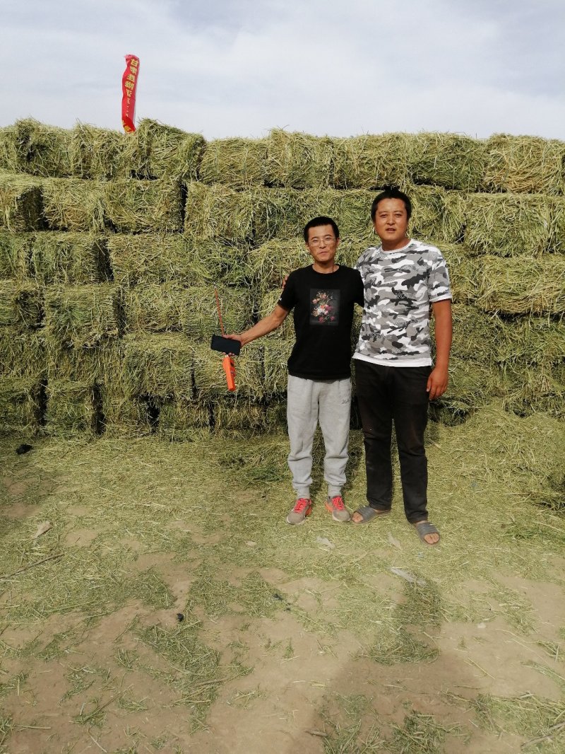苜蓿草苜蓿种植基地玉门苜蓿草苜蓿草批发酒泉苜蓿草