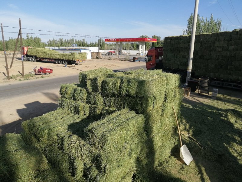 苜蓿草苜蓿种植基地玉门苜蓿草苜蓿草批发酒泉苜蓿草