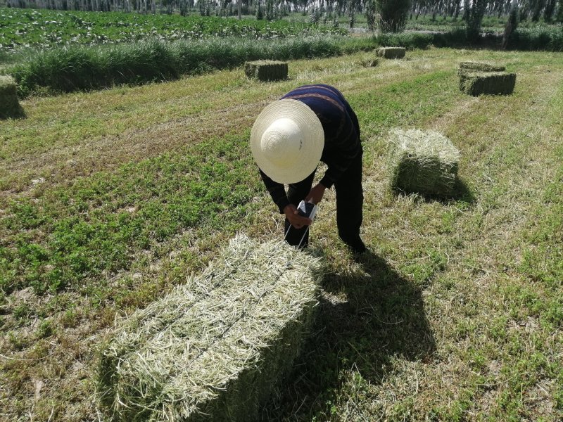 苜蓿草苜蓿种植基地玉门苜蓿草苜蓿草批发酒泉苜蓿草