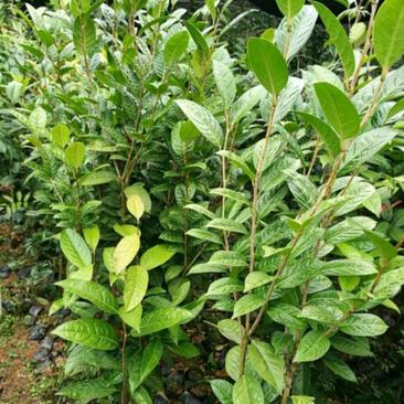 金花茶树苗，保证正品，1.5米高以上，免费提供种植技术！