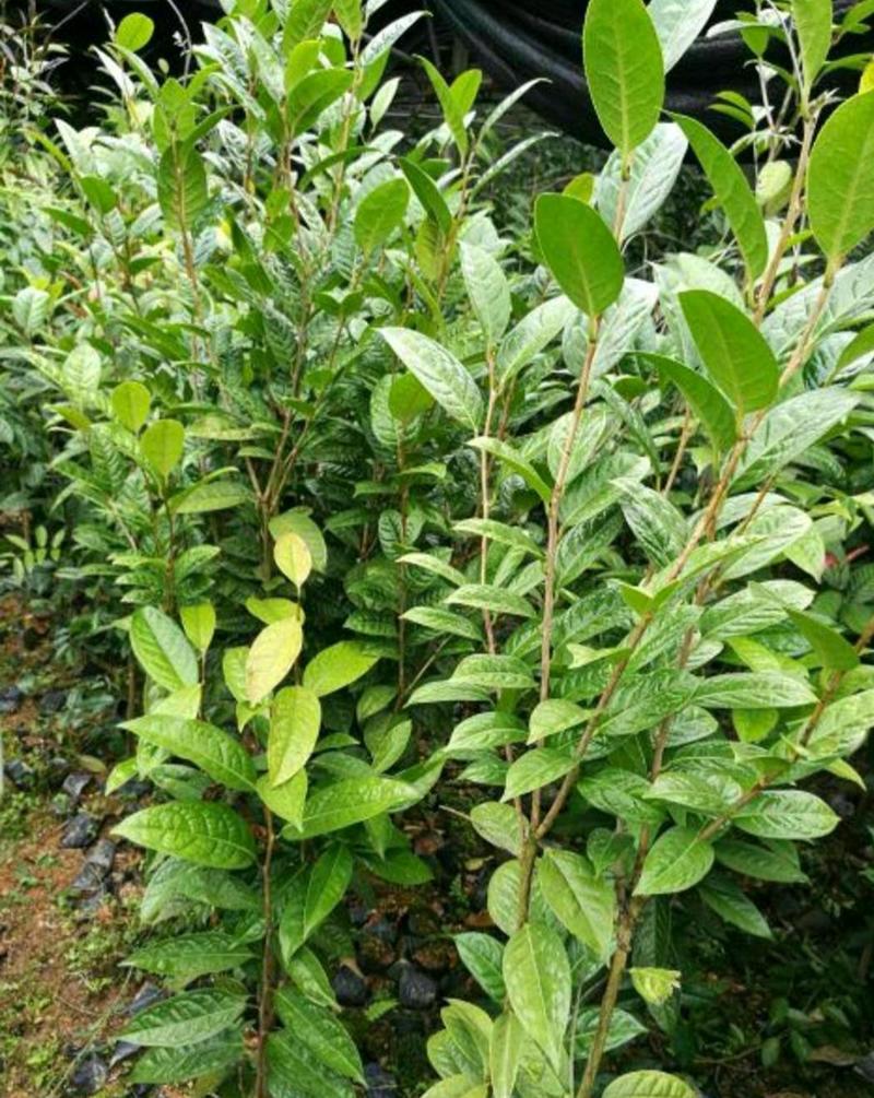 金花茶树苗，保证正品，1.5米高以上，免费提供种植技术！