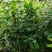 金花茶树苗，保证正品，1.5米高以上，免费提供种植技术！