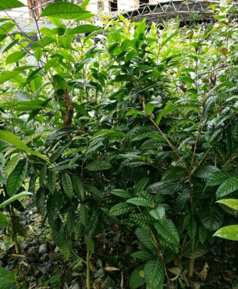 金花茶树苗，保证正品，1.5米高以上，免费提供种植技术！