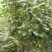 金花茶树苗，保证正品，1.5米高以上，免费提供种植技术！