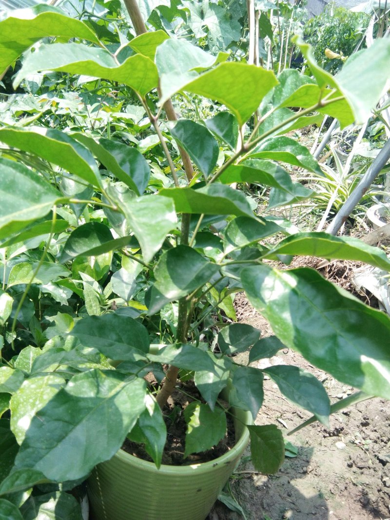 陶瓷幸福树