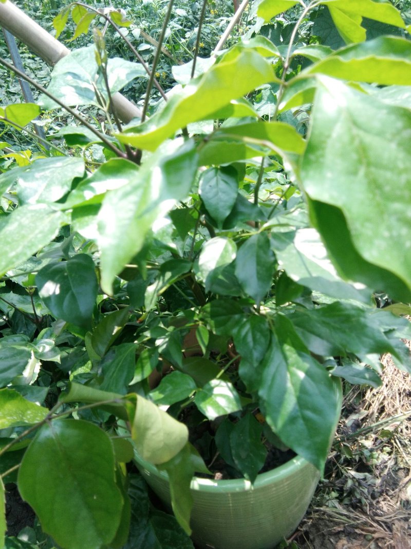 陶瓷幸福树