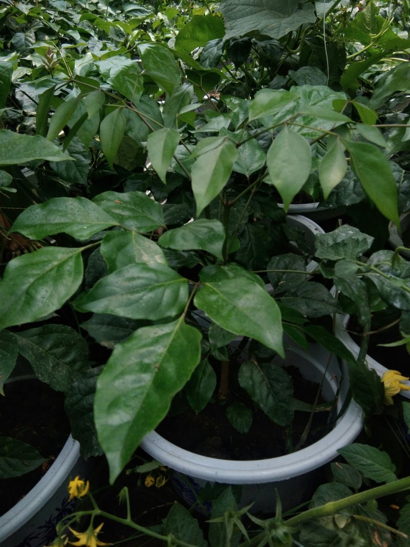 陶瓷幸福树