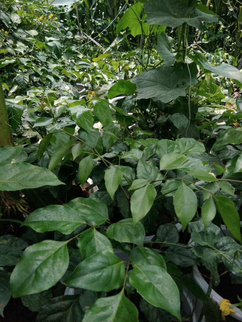 陶瓷幸福树