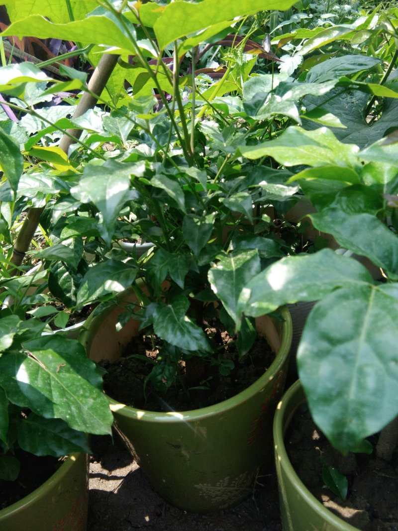 陶瓷幸福树