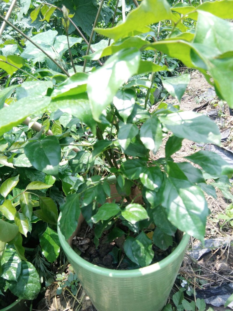 陶瓷幸福树