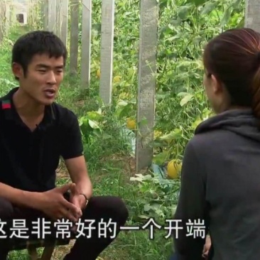 网纹瓜