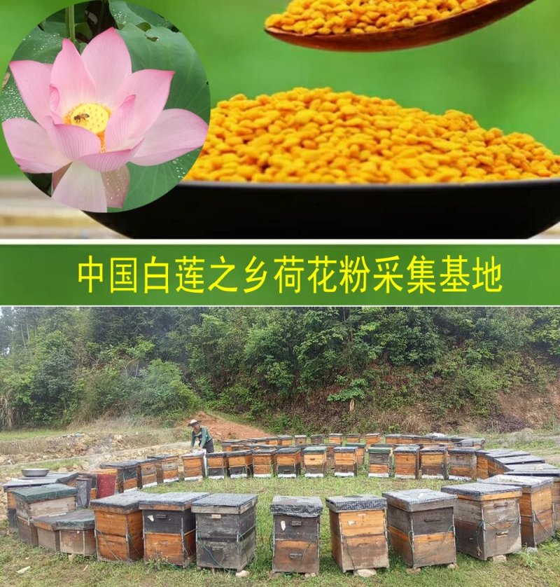 荷花粉2024新货上市新鲜荷花粉大量供货江西广昌蜂场直发