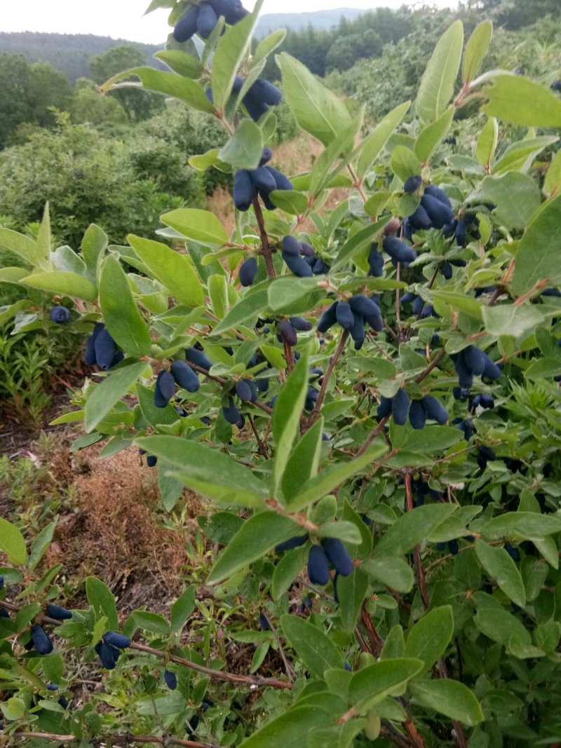 利峰苗圃大量出售蓝靛果树苗