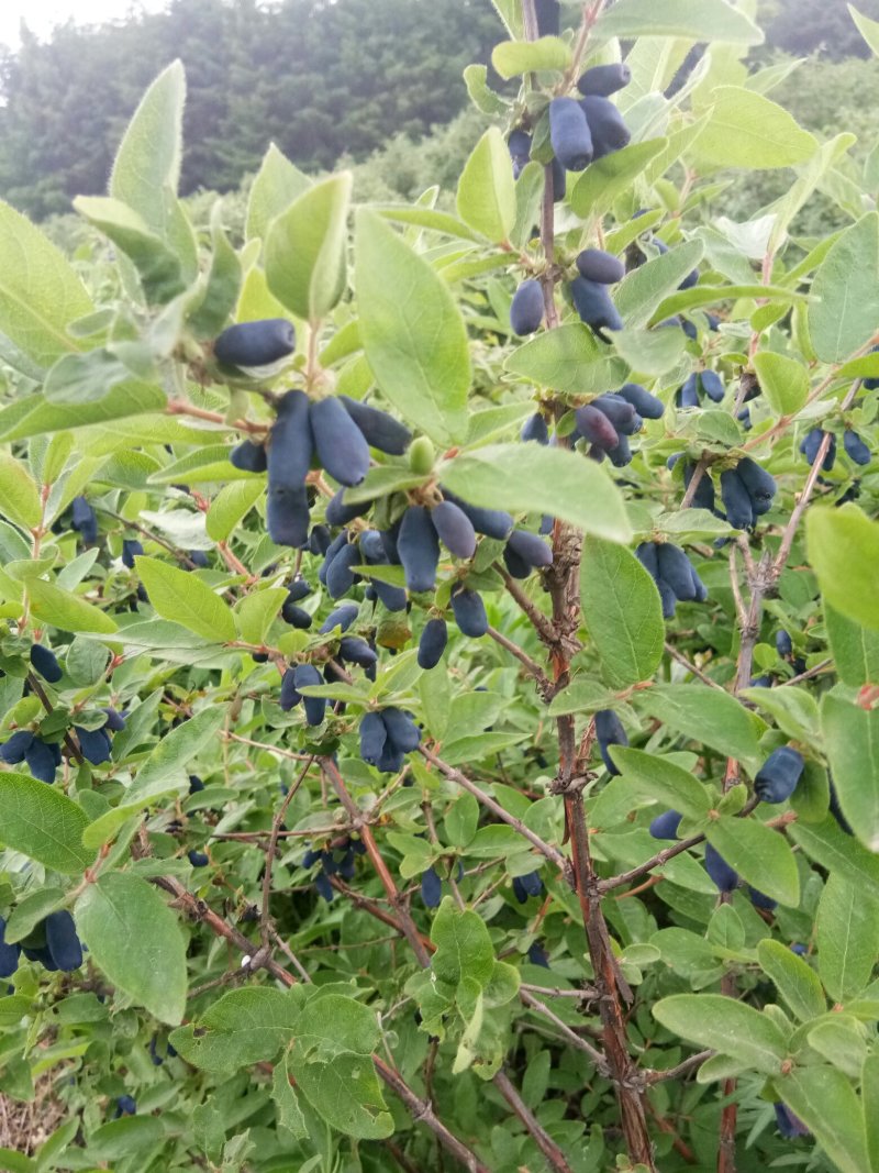 利峰苗圃大量出售蓝靛果树苗