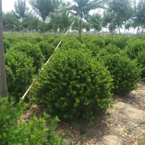 大量供应1.2的卫茅球，量大