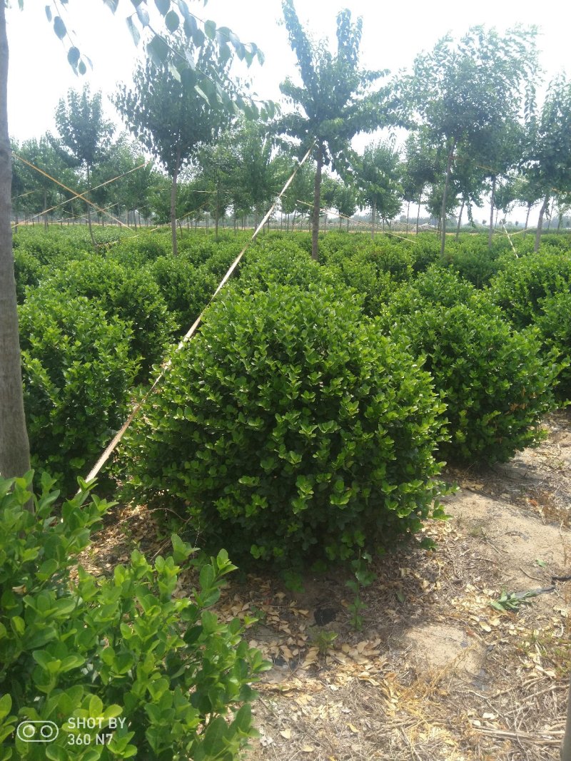 大量供应1.2的卫茅球，量大质量好