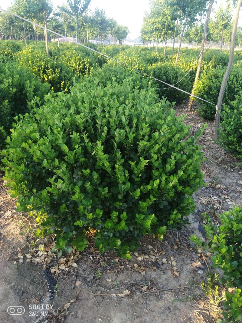 大量供应1.2的卫茅球，量大质量好