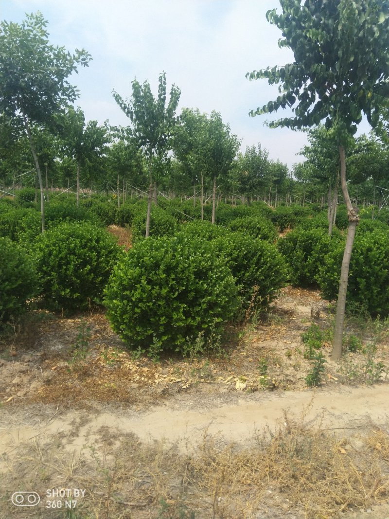 大量供应1.2的卫茅球，量大质量好