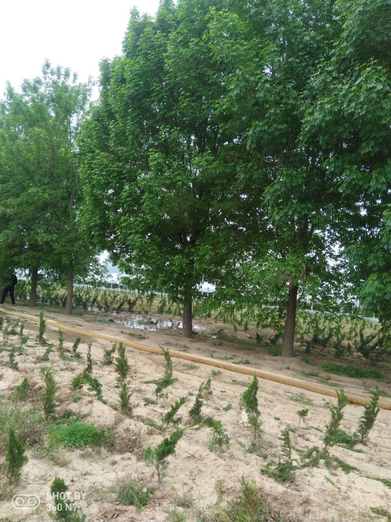 20-28老白蜡量大精品都有老白腊自己的