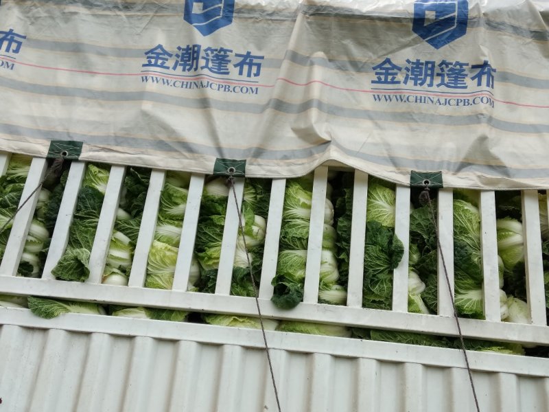 德高白菜:半净走车，单颗重两公斤左右，清秀无虫吃！