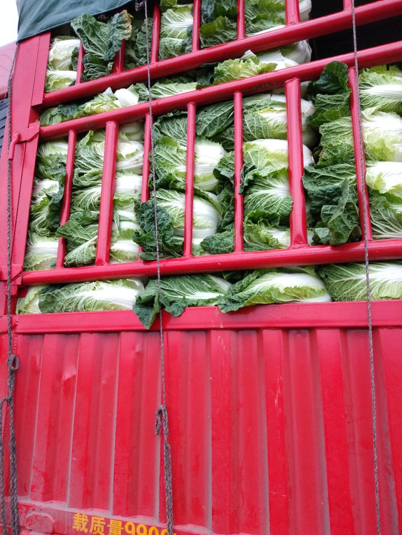 德高白菜:半净走车，单颗重两公斤左右，清秀无虫吃！