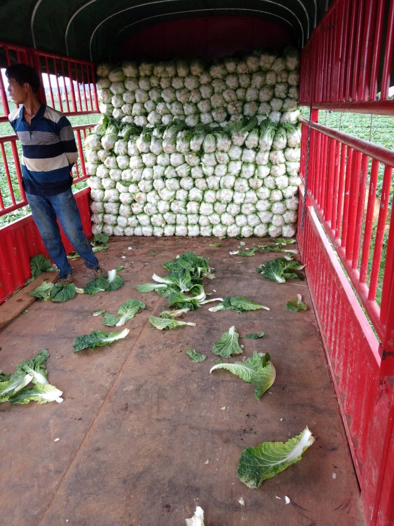 德高白菜:半净走车，单颗重两公斤左右，清秀无虫吃！