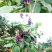 长年供应野生葛根花茶
