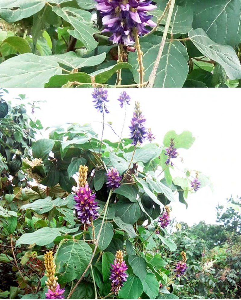 长年供应野生葛根花茶