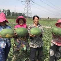 河南西瓜开封龙卷风西瓜8斤打底九成熟头茬包熟包甜