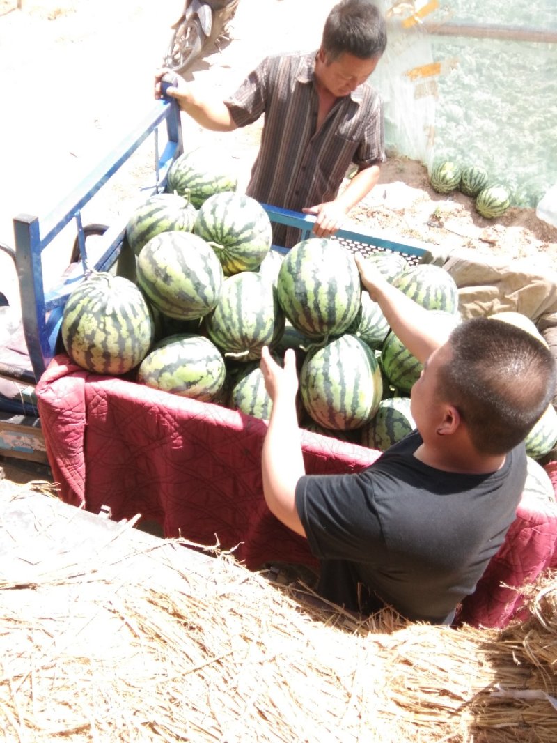 甜王系列西瓜，大棚露天万亩西瓜基地欢迎你