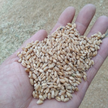 大量供应2019年优质小麦