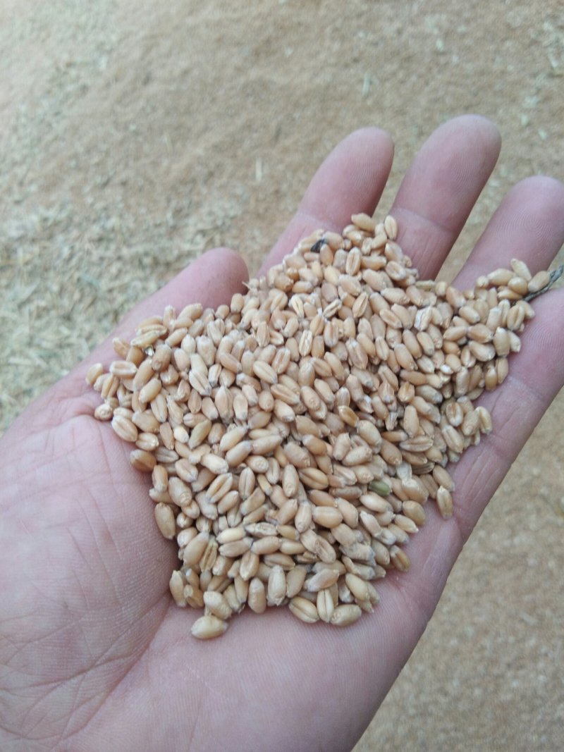 大量供应2019年优质小麦
