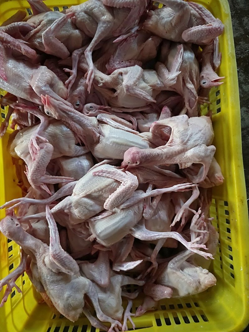 白羽王鸽