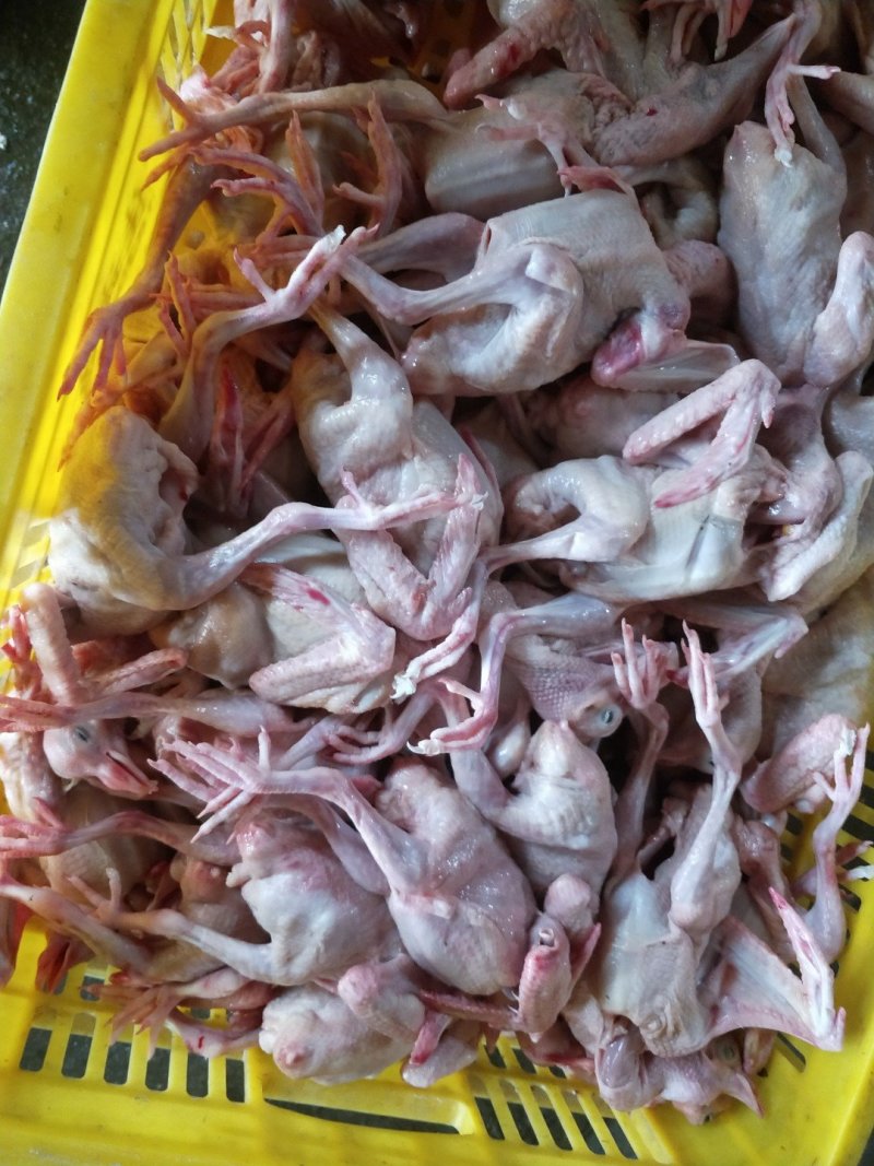 白羽王鸽