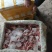 白羽王鸽